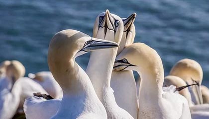 kaiyun体育app-NBA球队战术调整及应用，nba篮球战术