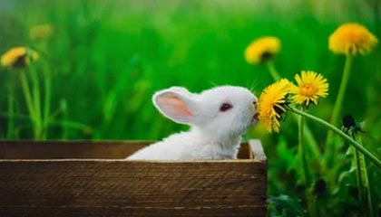 kaiyun体育app-NBA球队战术调整及应用，nba篮球战术